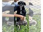 Spanador DOG FOR ADOPTION RGADN-1092331 - Sasha Mae - Labrador Retriever /