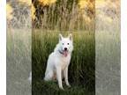 Huskies Mix DOG FOR ADOPTION RGADN-1093630 - Inari - Husky / Mixed (medium coat)