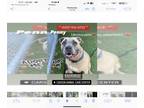 Akita-American Pit Bull Terrier Mix DOG FOR ADOPTION RGADN-1093723 - Penny - Pit