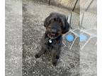 Labradoodle DOG FOR ADOPTION RGADN-1094307 - Cash - Labrador Retriever / Poodle