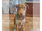 Australian Kelpie-Labrador Retriever Mix DOG FOR ADOPTION RGADN-1094582 - Rufus