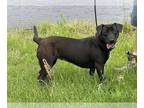 Labrador Retriever Mix DOG FOR ADOPTION RGADN-1097467 - Kylee - Labrador