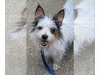 Jack Russell Terrier-Papillon Mix DOG FOR ADOPTION RGADN-1102914 - Archie - Jack