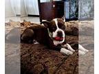 Boston Terrier Mix DOG FOR ADOPTION RGADN-1103465 - Gigi - Boston Terrier /