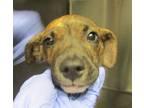 Adopt Sel a Labrador Retriever, American Staffordshire Terrier