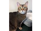 Adopt Maisy23 Declawed a Abyssinian