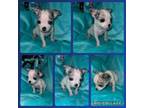 Chihuahua Puppy for sale in Allendale, MI, USA