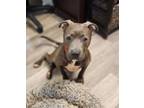Adopt Pippie a Pit Bull Terrier
