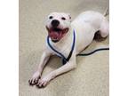 Adopt Cheyenne a Pit Bull Terrier, Mixed Breed