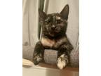 Adopt Nelly (with Rilo) a Domestic Short Hair