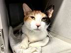 Adopt Konica Iconica a Domestic Short Hair