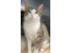 Adopt Lily a Domestic Short Hair