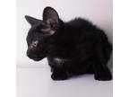 Adopt Delores-Day a Domestic Short Hair