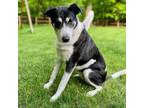 Adopt Virginia Woof a Mixed Breed