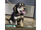Adopt Shasta a Husky, Coonhound