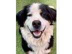 Adopt Rainbow a Bernese Mountain Dog, Mixed Breed