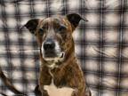 Adopt Cleo a Pit Bull Terrier