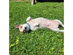Adopt Nora a Jack Russell Terrier