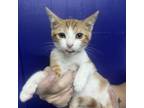Adopt Soly a Domestic Short Hair