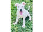 Adopt Kit N Kaboodle a Pit Bull Terrier
