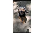 Adopt Bacardi a Rottweiler, Mixed Breed