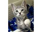 Adopt 73278A Allie-PetSmart James Island a Domestic Short Hair