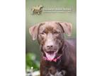 Adopt 73676a Chocolate a Labrador Retriever, American Staffordshire Terrier