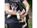 Adopt ZARA-28713 a German Shepherd Dog