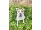 Adopt Muffin a Pit Bull Terrier