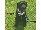Adopt Maggie a Terrier, Mixed Breed