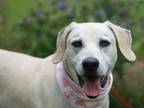 Adopt Ziva *Courtesy Listing* a Black Mouth Cur