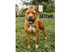 Adopt Artemis a Boxer