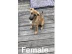 Adopt German Shepherd #6 a German Shepherd Dog, Mixed Breed