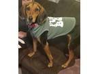 Adopt Polly a Hound, Mixed Breed