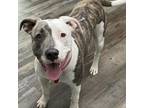 Adopt Marlee SL a Pit Bull Terrier