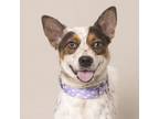 Adopt Lacy a Mixed Breed