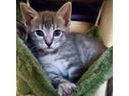 Adopt Waterlily 7 a Domestic Short Hair