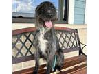 Adopt Millie a Scottish Deerhound, Mixed Breed
