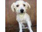Adopt Bonnie a Wirehaired Terrier, Miniature Pinscher