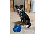 Adopt Mazie a Catahoula Leopard Dog, Mixed Breed