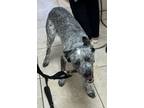 Adopt Masha a Cattle Dog, Mixed Breed