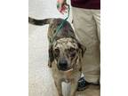 Adopt Little River/PENNY a Catahoula Leopard Dog