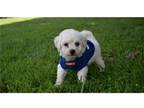 Bichon Frise Puppy for sale in Springfield, MO, USA