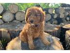 Mutt Puppy for sale in Topeka, KS, USA