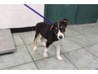 Adopt Tippy a Shepherd, Mixed Breed