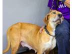 Adopt Carla a Black Mouth Cur, Mixed Breed