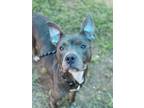 Adopt Belle a Pit Bull Terrier, Mixed Breed