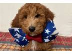 Mutt Puppy for sale in Topeka, KS, USA