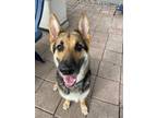 Adopt Frida a German Shepherd Dog