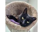 Adopt Habanero a Domestic Short Hair